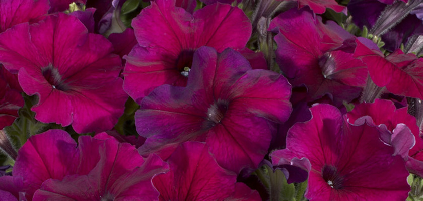 
                        Petunia
             
                        x hybrida F₁
             
                        Celebrity
             
                        Burgundy
            