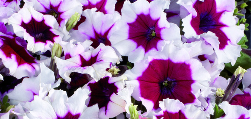 
                        Petunia
             
                        x hybrida F₁
             
                        Celebrity
             
                        Burgundy Frost
            