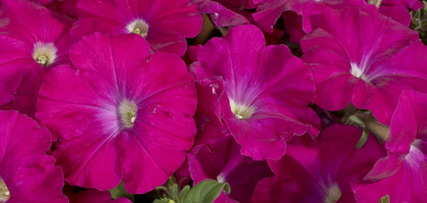 
                        Petunia
             
                        x hybrida F₁
             
                        Celebrity
             
                        Carmine
            