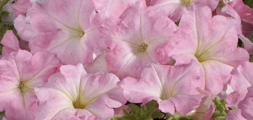 
                        Petunia
             
                        x hybrida F₁
             
                        Celebrity
             
                        Chiffon Morn
            