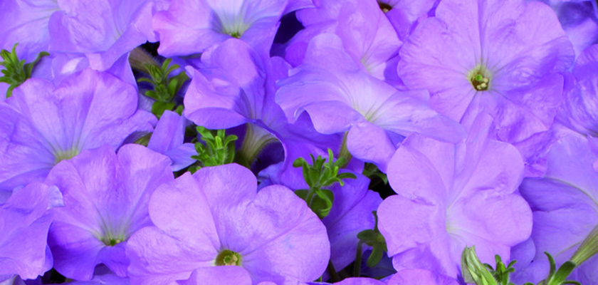 
                        Petunia
             
                        x hybrida F₁
             
                        Celebrity
             
                        Lilac
            