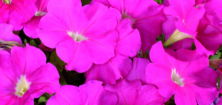 
                        Petunia
             
                        x hybrida F₁
             
                        Celebrity
             
                        Pink
            