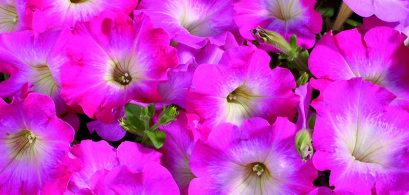 
                        Petunia
             
                        x hybrida F₁
             
                        Celebrity
             
                        Pink Morn
            