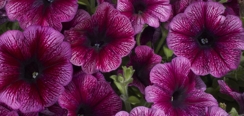 
                        Petunia
             
                        x hybrida F₁
             
                        Celebrity
             
                        Plum Ice
            