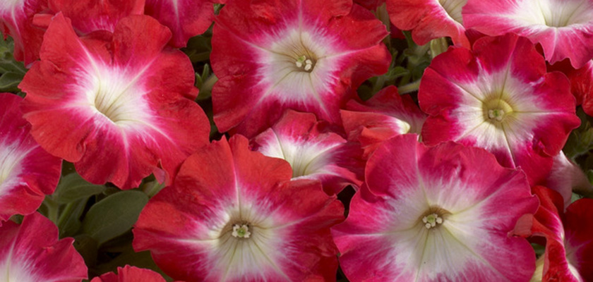 
                        Petunia
             
                        x hybrida F₁
             
                        Celebrity
             
                        Red Morn
            