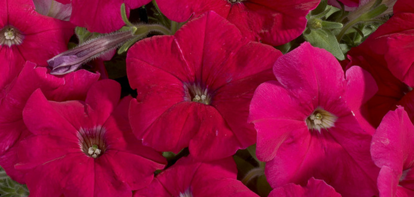 
                        Petunia
             
                        x hybrida F₁
             
                        Celebrity
             
                        Rose
            