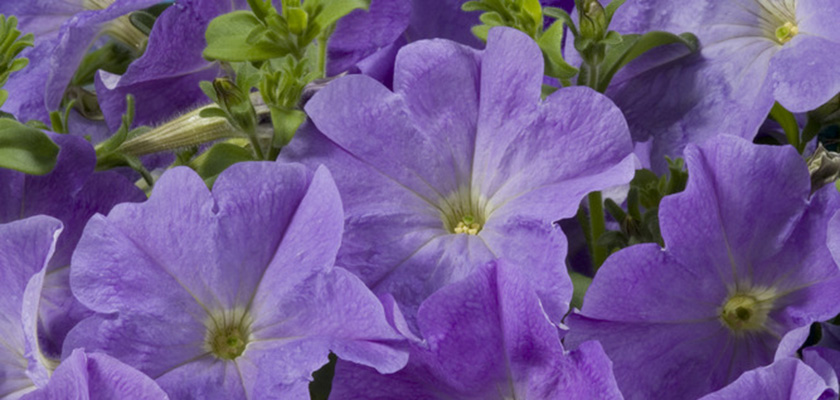 
                        Petunia
             
                        x hybrida F₁
             
                        Celebrity
             
                        Sky Blue
            