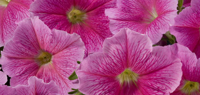 
                        Petunia
             
                        x hybrida F₁
             
                        Celebrity
             
                        Strawberry Ice
            