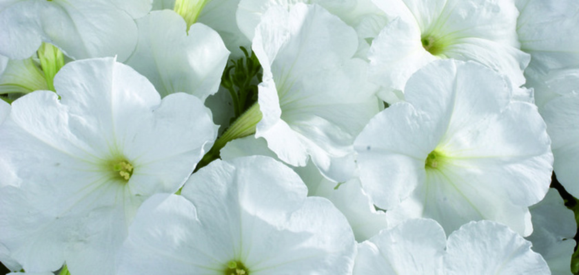 
                        Petunia
             
                        x hybrida F₁
             
                        Celebrity
             
                        White
            