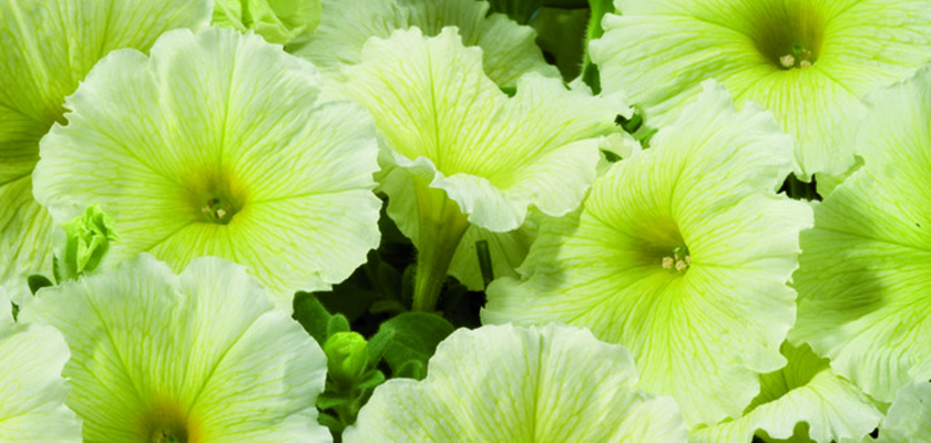 
                        Petunia
             
                        x hybrida F₁
             
                        Celebrity
             
                        Yellow
            