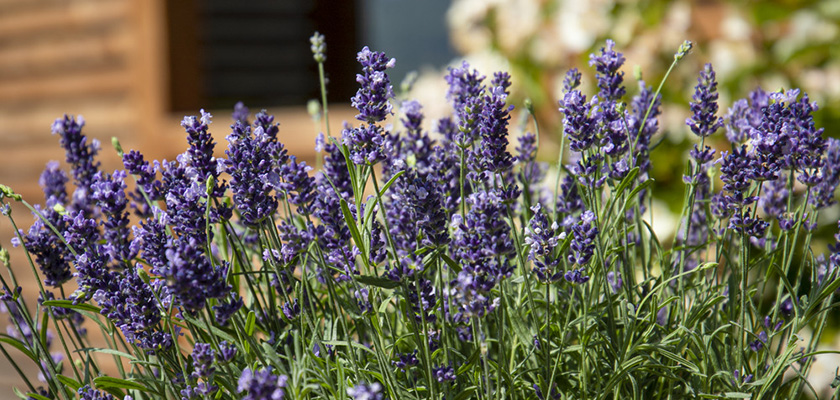 Lavandula angustifolia Chill-Out Blue | Benary