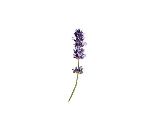 Lavandula
angustifolia
Chill-Out