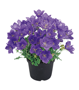 
                        Campanula
             
                        carpatica
             
                        Clips
             
                        Deep Blue
            