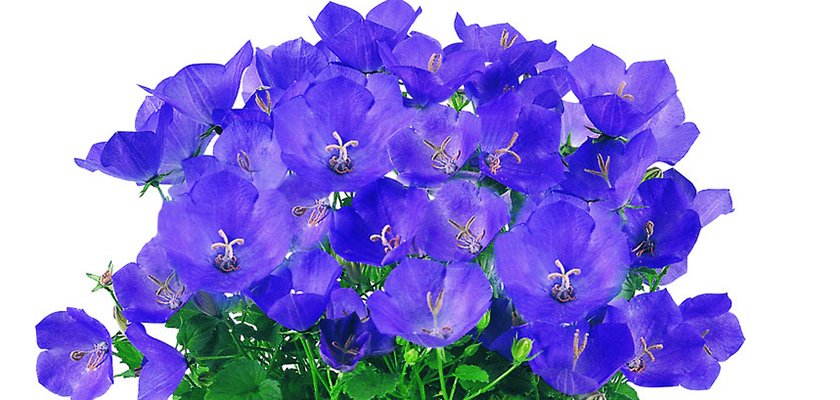 
                        Campanula
             
                        carpatica
             
                        Clips
             
                        Blue
            