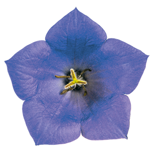
                        Campanula
             
                        carpatica
             
                        Clips
             
                        Blue
            