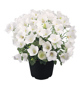 
                        Campanula
             
                        carpatica
             
                        Clips
             
                        White
            