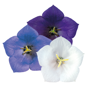 
                        Campanula
             
                        carpatica
             
                        Clips
             
                        Mix
            