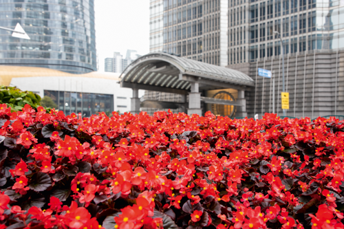 Begonia semperflorens F₁ Cocktail®
