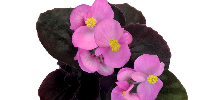 
                        Begonia
             
                        semperflorens F₁
             
                        Cocktail®
             
                        Gin®
            