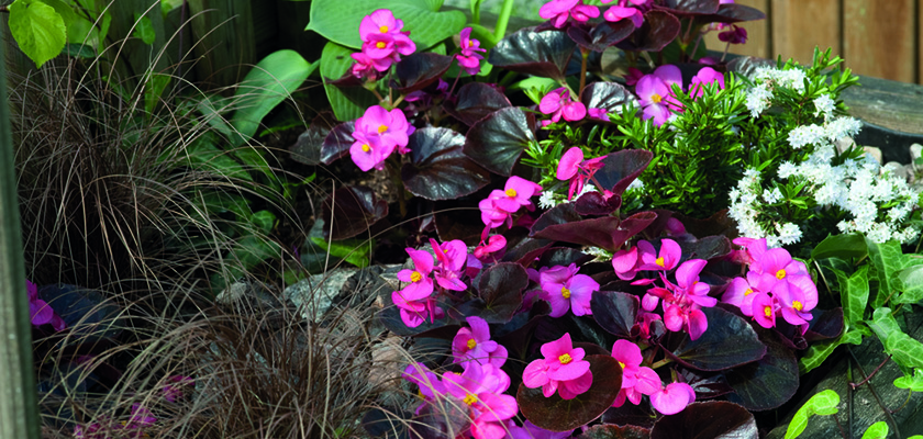 
                        Begonia
             
                        semperflorens F₁
             
                        Cocktail®
             
                        Tequila
            
