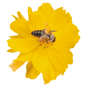 
                        Cosmos
             
                        sulphureus
             
                        Cosmic
             
                        Yellow
            