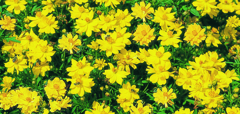 
                        Cosmos
             
                        sulphureus
             
                        Cosmic
             
                        Yellow
            