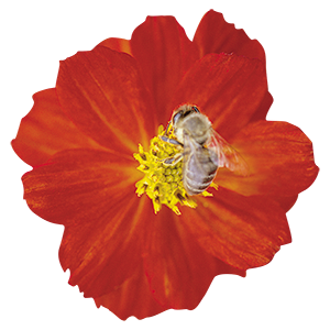 
                        Cosmos
             
                        sulphureus
             
                        Cosmic
             
                        Red
            