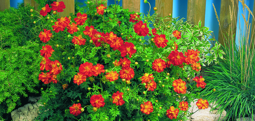 
                        Cosmos
             
                        sulphureus
             
                        Cosmic
             
                        Red
            