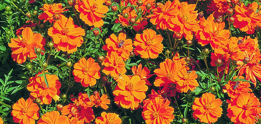 
                        Cosmos
             
                        sulphureus
             
                        Cosmic
             
                        Orange
            