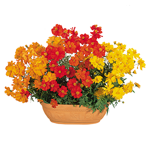 
                        Cosmos
             
                        sulphureus
             
                        Cosmic
             
                        Mix
            