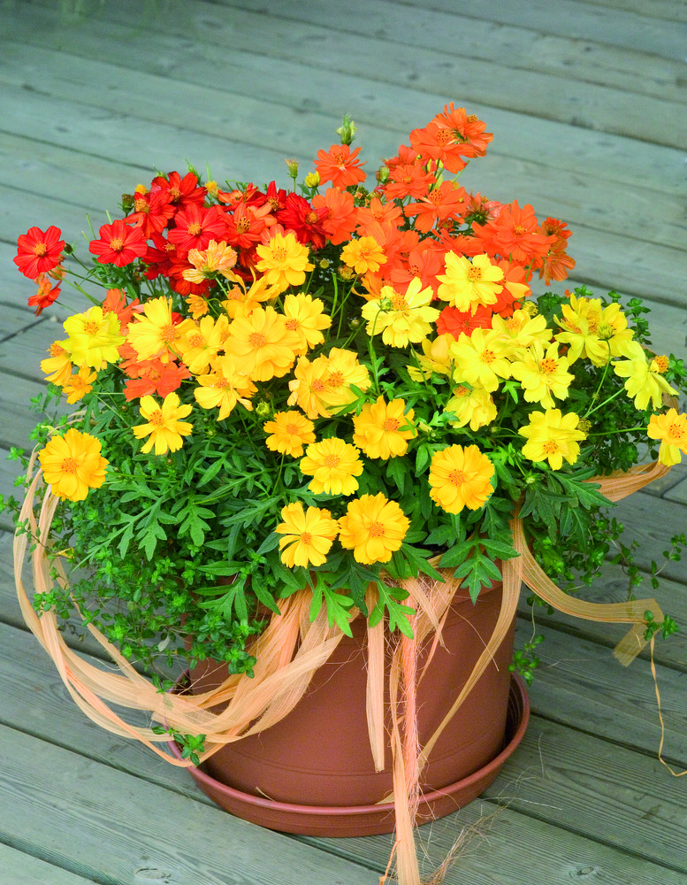 
                        Cosmos
             
                        sulphureus
             
                        Cosmic
            