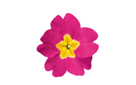 
                        Primula
             
                        elatior F₁
             
                        Crescendo®
             
                        Bellarosa
            