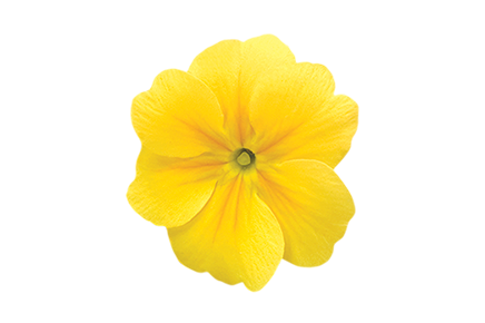 
                        Primula
             
                        elatior F₁
             
                        Crescendo®
             
                        Yellow
            