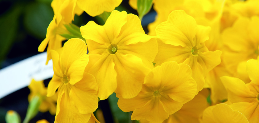 
                        Primula
             
                        elatior F₁
             
                        Crescendo®
             
                        Yellow
            