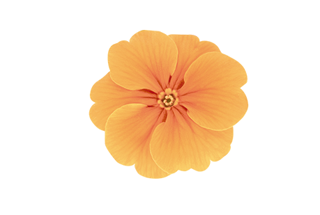 
                        Primula
             
                        elatior F₁
             
                        Crescendo®
             
                        Orange
            