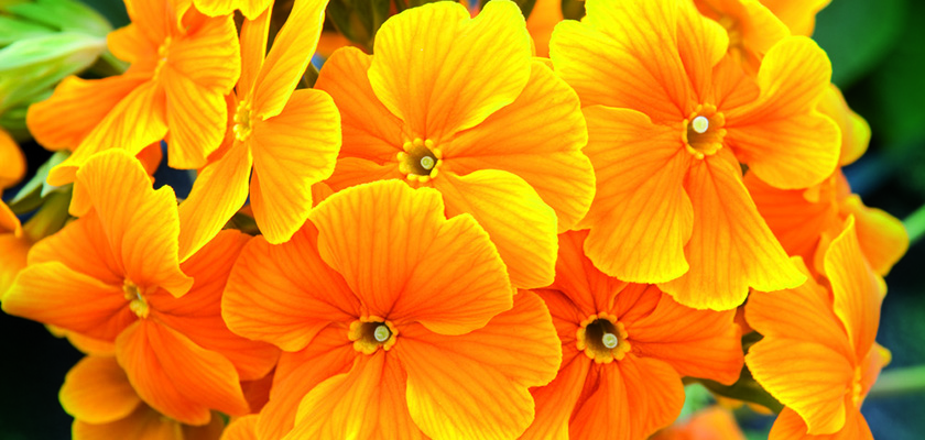 
                        Primula
             
                        elatior F₁
             
                        Crescendo®
             
                        Orange
            