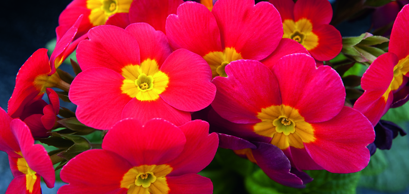 
                        Primula
             
                        elatior F₁
             
                        Crescendo®
             
                        Bright Red
            