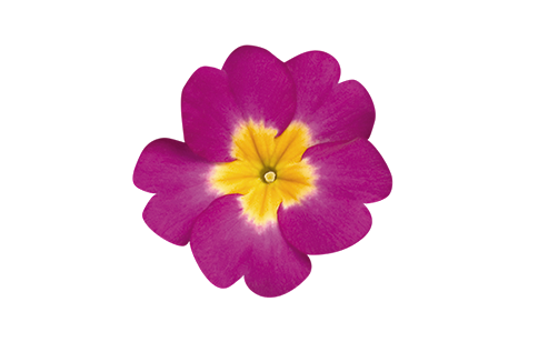 
                        Primula
             
                        elatior F₁
             
                        Crescendo®
             
                        Rose Shades
            