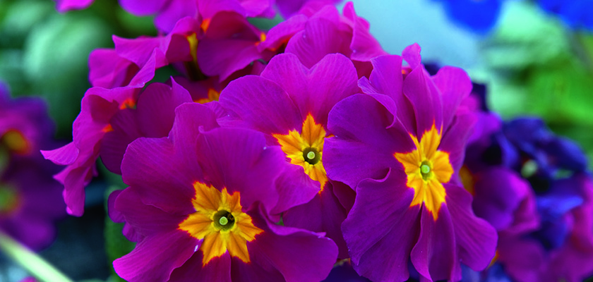 
                        Primula
             
                        elatior F₁
             
                        Crescendo®
             
                        Rose Shades
            