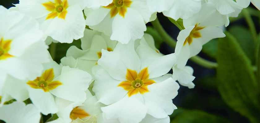 
                        Primula
             
                        elatior F₁
             
                        Crescendo®
             
                        White
            