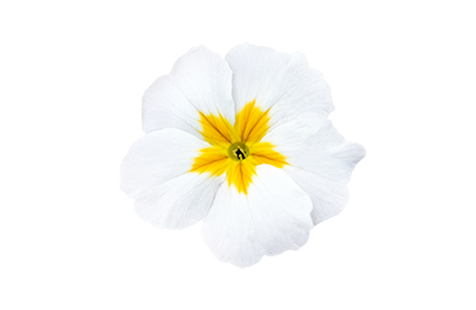 
                        Primula
             
                        elatior F₁
             
                        Crescendo®
             
                        White
            
