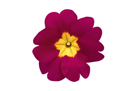 
                        Primula
             
                        elatior F₁
             
                        Crescendo®
             
                        Wine
            
