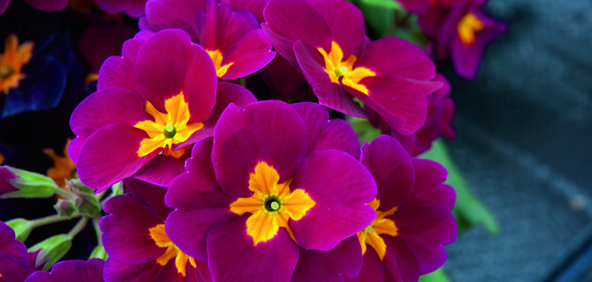 
                        Primula
             
                        elatior F₁
             
                        Crescendo®
             
                        Wine
            