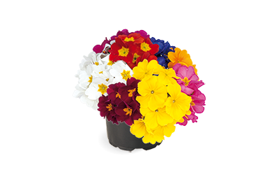 
                        Primula
             
                        elatior F₁
             
                        Crescendo®
             
                        Mix
            