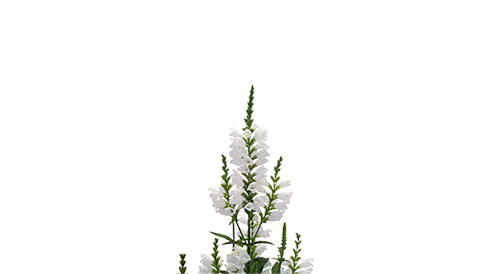 
                        Physostegia
             
                        virginiana
             
                        Crystal Peak
             
                        White
            