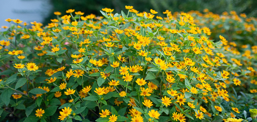 
                        Melampodium
             
                        paludosum
             
                        Derby®
            