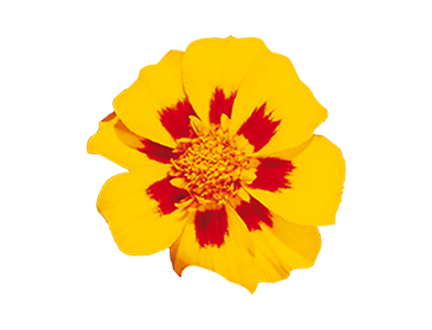 Tagetes patula Disco Granada
