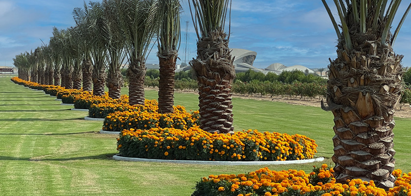 
                        Tagetes
             
                        erecta F₁
             
                        Discovery
             
                        Orange
            