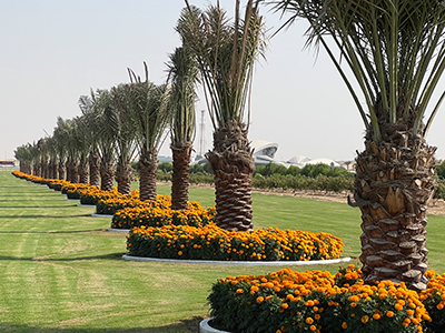 Tagetes
erecta F₁
Discovery
Orange