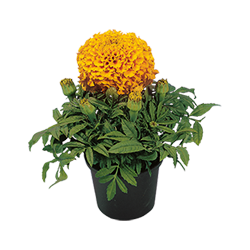 
                        Tagetes
             
                        erecta F₁
             
                        Discovery
             
                        Orange
            